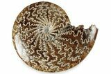 Polished Ammonite (Cleoniceras) Fossil - Madagascar #358458-1